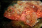 small red scorpion fish
