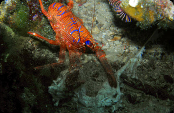 red crustacean with blue stripes